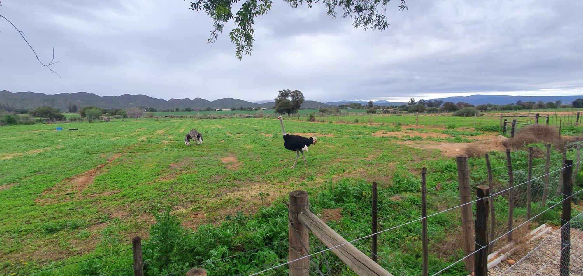 Vila Karoo Leeu Self Catering Oudtshoorn Exteriér fotografie