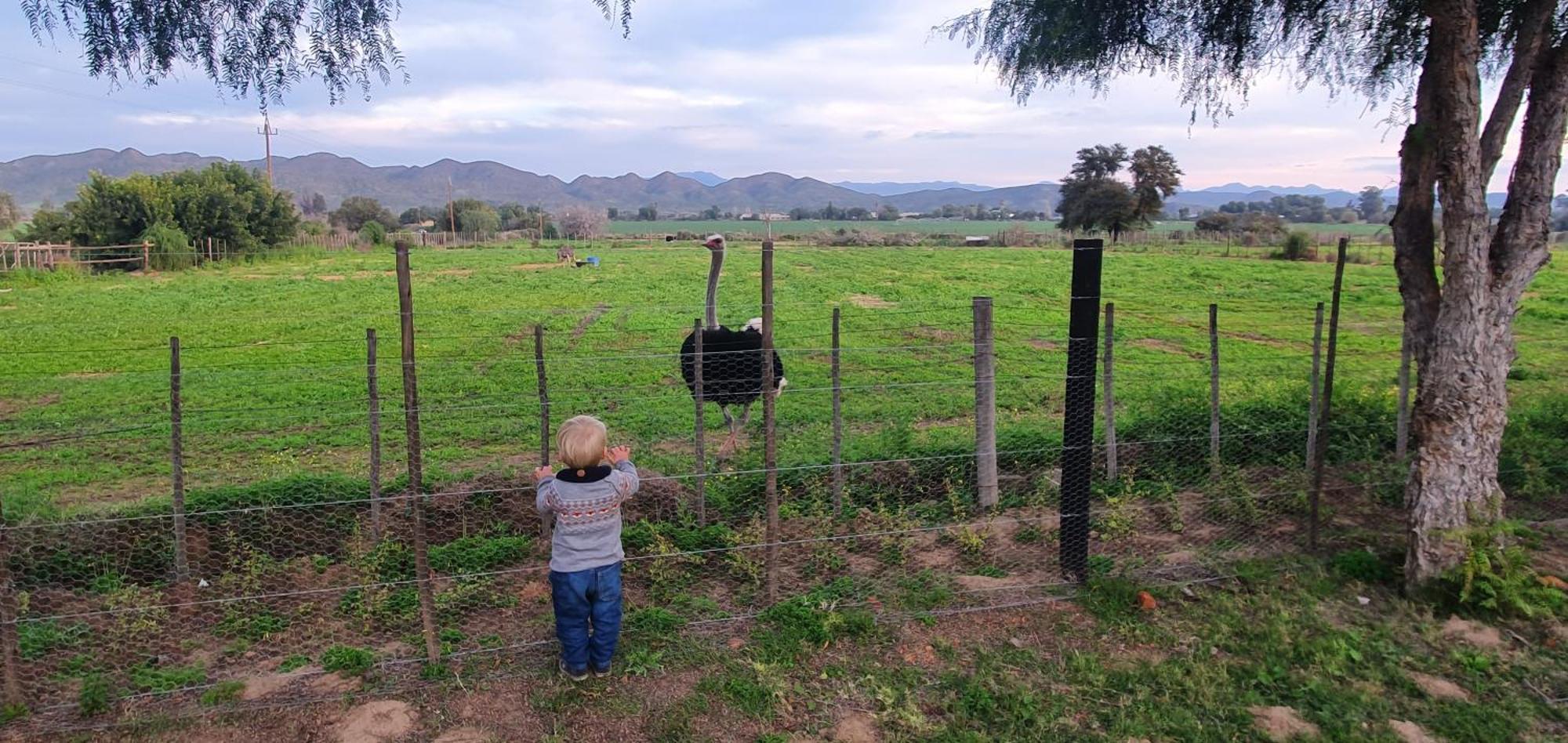 Vila Karoo Leeu Self Catering Oudtshoorn Exteriér fotografie